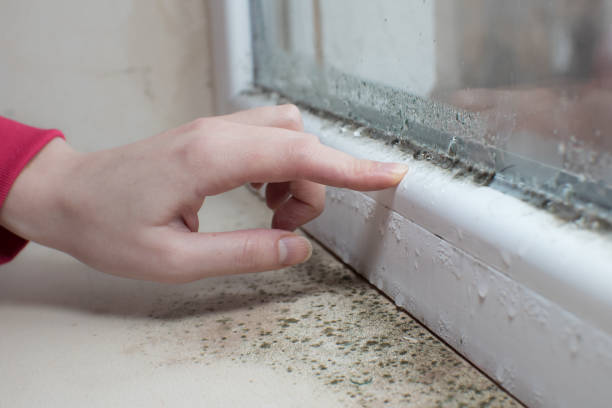 Best Indoor Air Quality Assessment  in Olathe, CO