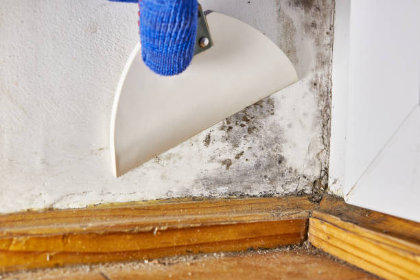 Best Water Damage & Mold Remediation  in Olathe, CO